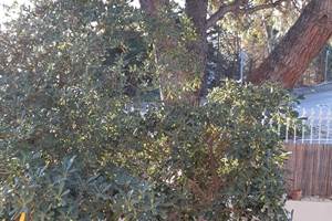 Le Mas Palegry chambres d'hôtes Perpignan chambre 1 suite avec vue sur jardin 10