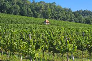 Vignoble