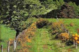 SENTIER