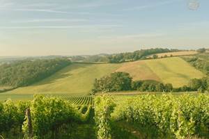 Domaine Laougué - été