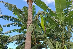 Bananier - babafigue