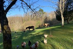 Les chevaux et poules à côté du gîte