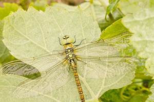 Domaine Laougué Biodiversity - Libellule