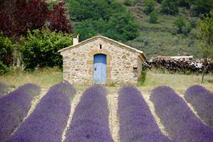Lavande Provençale