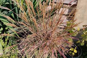 miscanthus