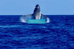 baleines dalocean RESA (1600 x 1200 px)(5)