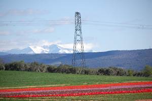 Les tulipes en Provence