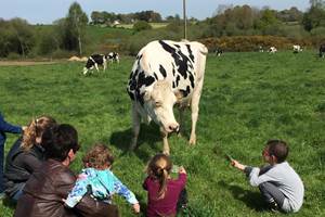 À la rencontre des vaches au champ