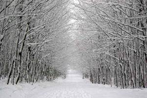 Les superbes promenades d'hiver. Un vrai bonheur.