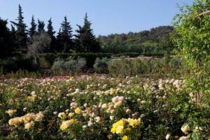 jardin-roseraie