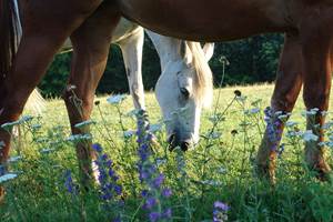 les-chevaux