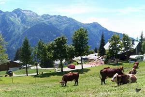Vaches derrière le chalet en été