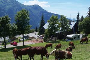 Champ à l'arrière du chalet