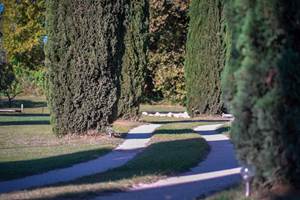Les cypre`s IMG_3079