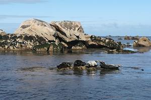 Groupe de phoques gris aux Etocs
