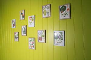 Planches botaniques anciennes