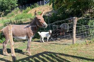 Mirabelle l'anesse et Zoé la chèvre