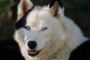Plinn - Laike de Yakoutie, chien de traineau