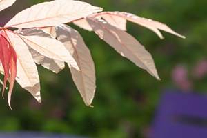 chambre-hotes-riec-sur-belon-finistere-sud-bretagne-cornouailles-bed-and-breakfast-visite-pont-aven-sentier-cotier-randonnée-jardin-centre-bourg