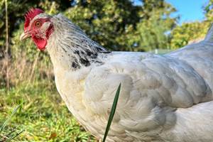Poules