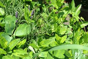 plantes du jardin et de la nature pour tisanes et remèdes bio fait-maison