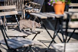 Granit, l'un de nos 3 chats