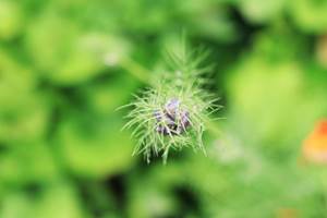 ferme bouton fleur