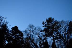silhouette d'arbre en hiver 1600 x 1200