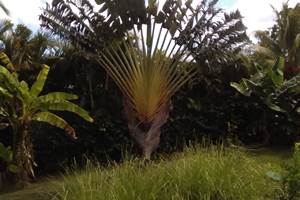 les jardins des balisiers  (33)