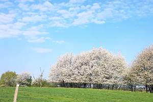 Le printemps à Lachambre
