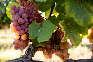 vendanges 2023 Blavet (41 sur 70)