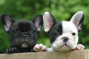 bouledogues f