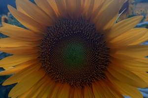 Tournesol1
