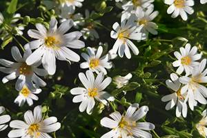 20200409_172958 petites fleurs blanches joli printemps 87120