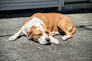 SIA toujours là pour accueillir