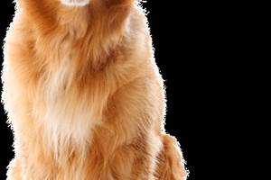 chien