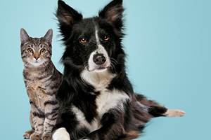 chien-chat