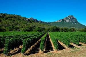 Vignes du Languedoc
