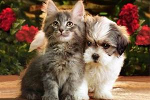 photo-de-chien-et-chat-84