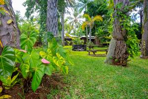 JARDIN AVEC LE BUNGALOW ALAMANDA AU FOND