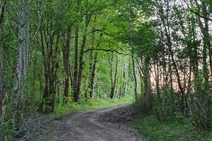 Forêt