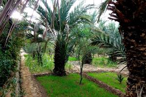 La palmeraie de Hassilabied