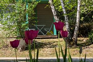 tulipe