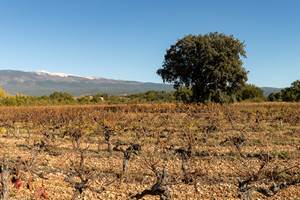 165A8616-Panorama