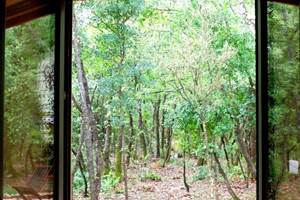 Fenêtre de la chambre sud avec vus sur la forêt