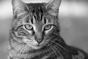 chambre-hotes-riec-sur-belon-finistere-sud-bretagne-cornouailles-bed-and-breakfast-visite-pont-aven-sentier-cotier-randonnée-jardin-centre-bourg