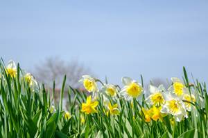 les jonquilles dans les vosges au printemps