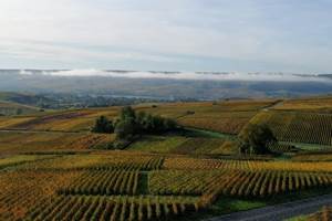Vue automnale au champagne ARNOULT
