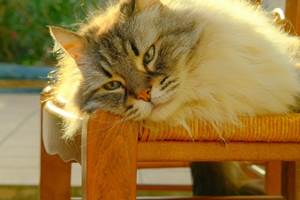 Yolande, dite Yoyo