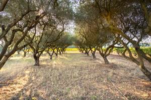 Domaine des Perirecedes BD-0091